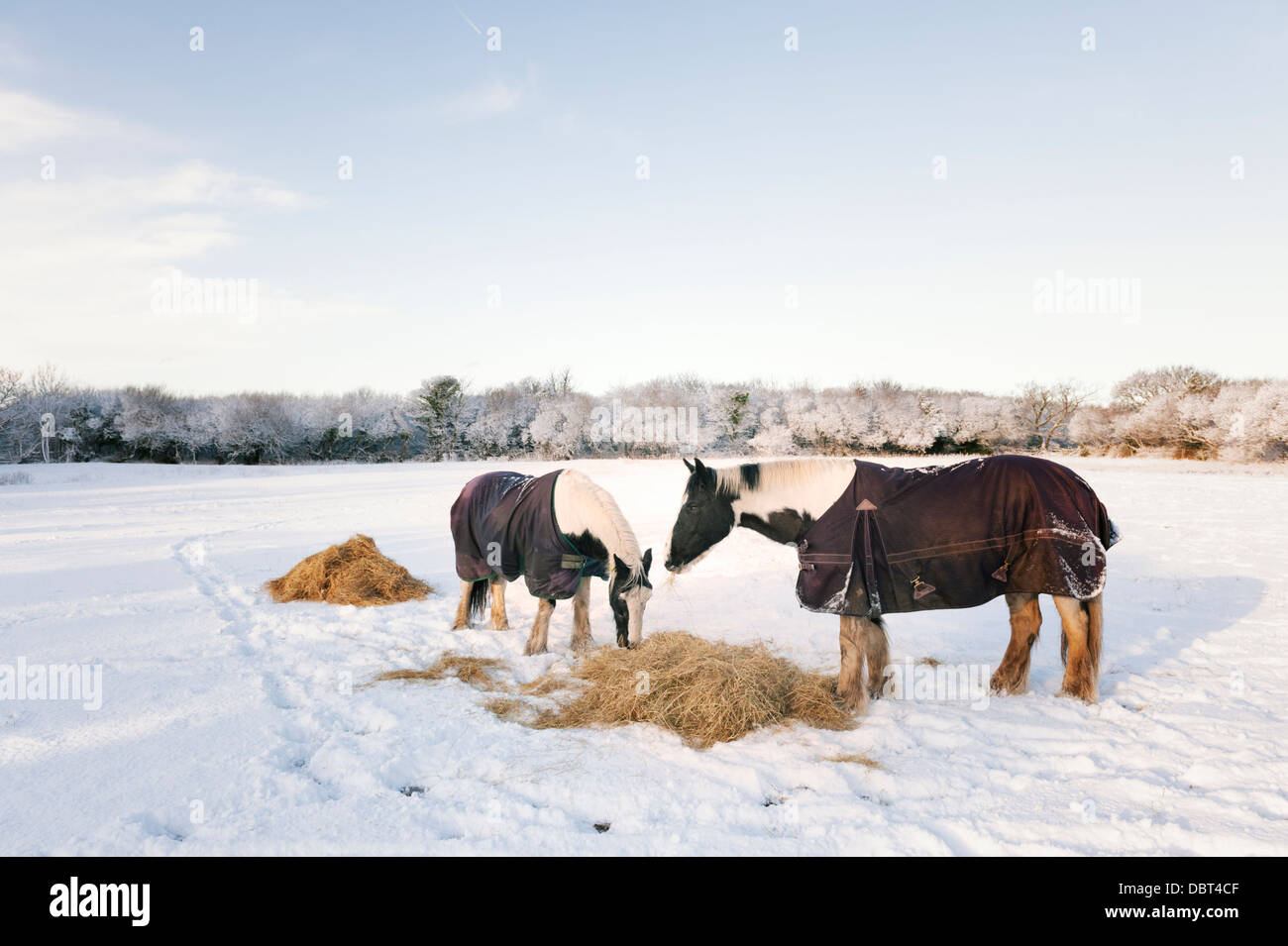 Isola di Man - cavalli (pannocchie colorate) alimentazione sul fieno in inverno dopo la neve Foto Stock