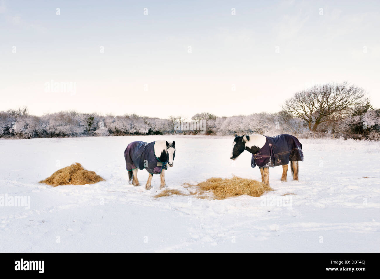 Isola di Man - cavalli (pannocchie colorate) alimentazione sul fieno in inverno dopo la neve Foto Stock