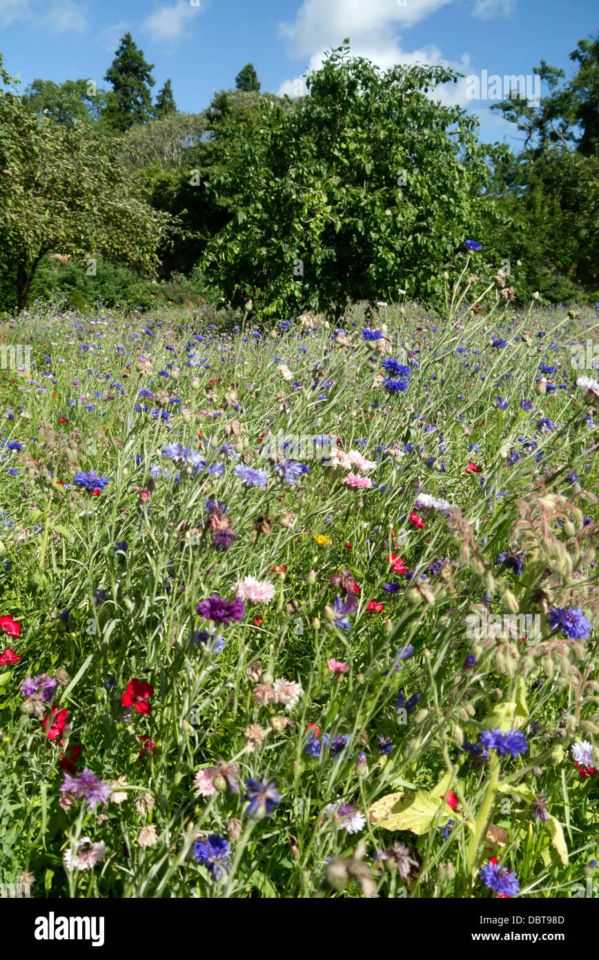 Selvaggio fiore giardino prato presso il castello di Ripley North Yorkshire Regno Unito Foto Stock