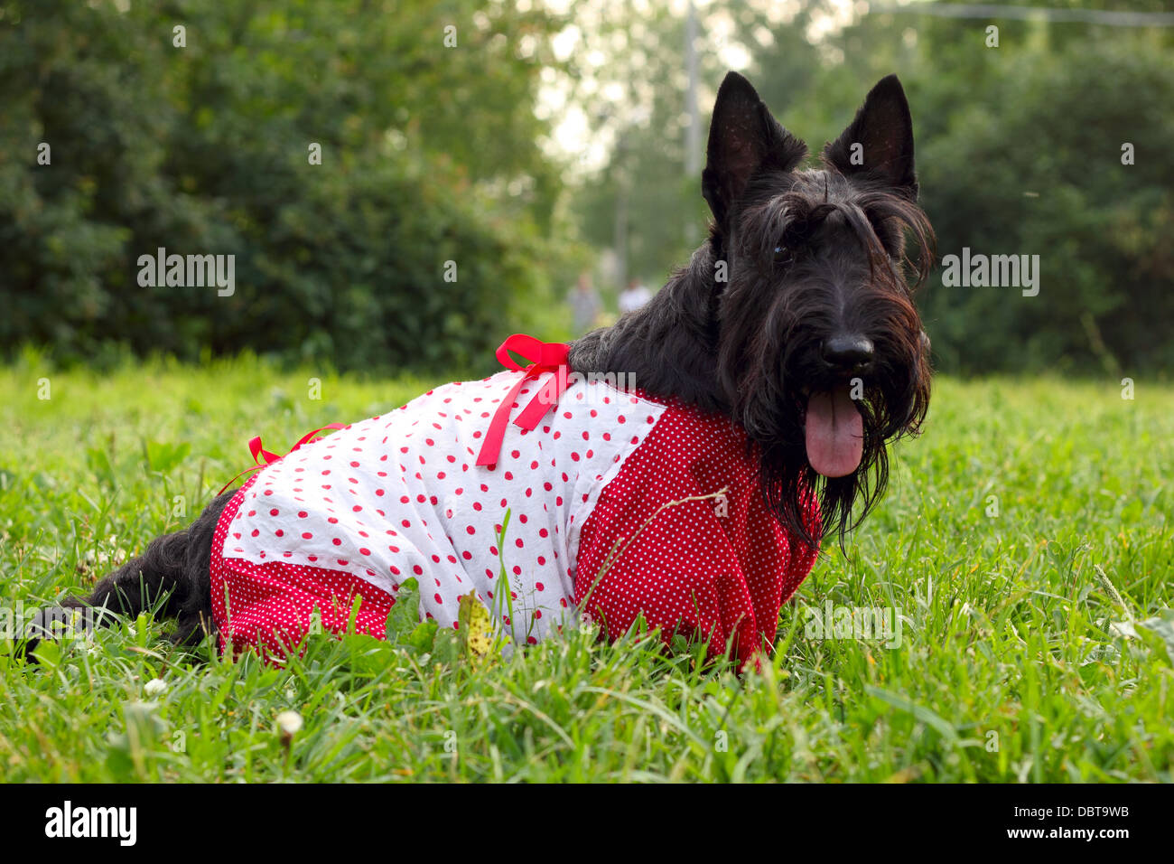 Scottish terrier cane in tuta passeggiate nel parco Foto Stock