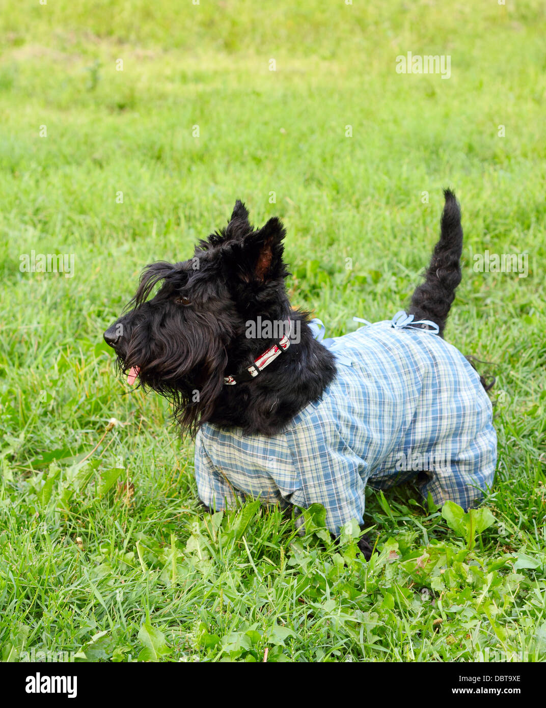 Scottish terrier cane in tuta passeggiate nel parco Foto Stock
