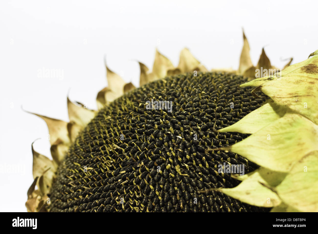 Girasole e semi di interno su sfondo bianco,Helianthus annuus,giallo,tagliare,studio,vita di stile, Due,close up,naturale. Foto Stock