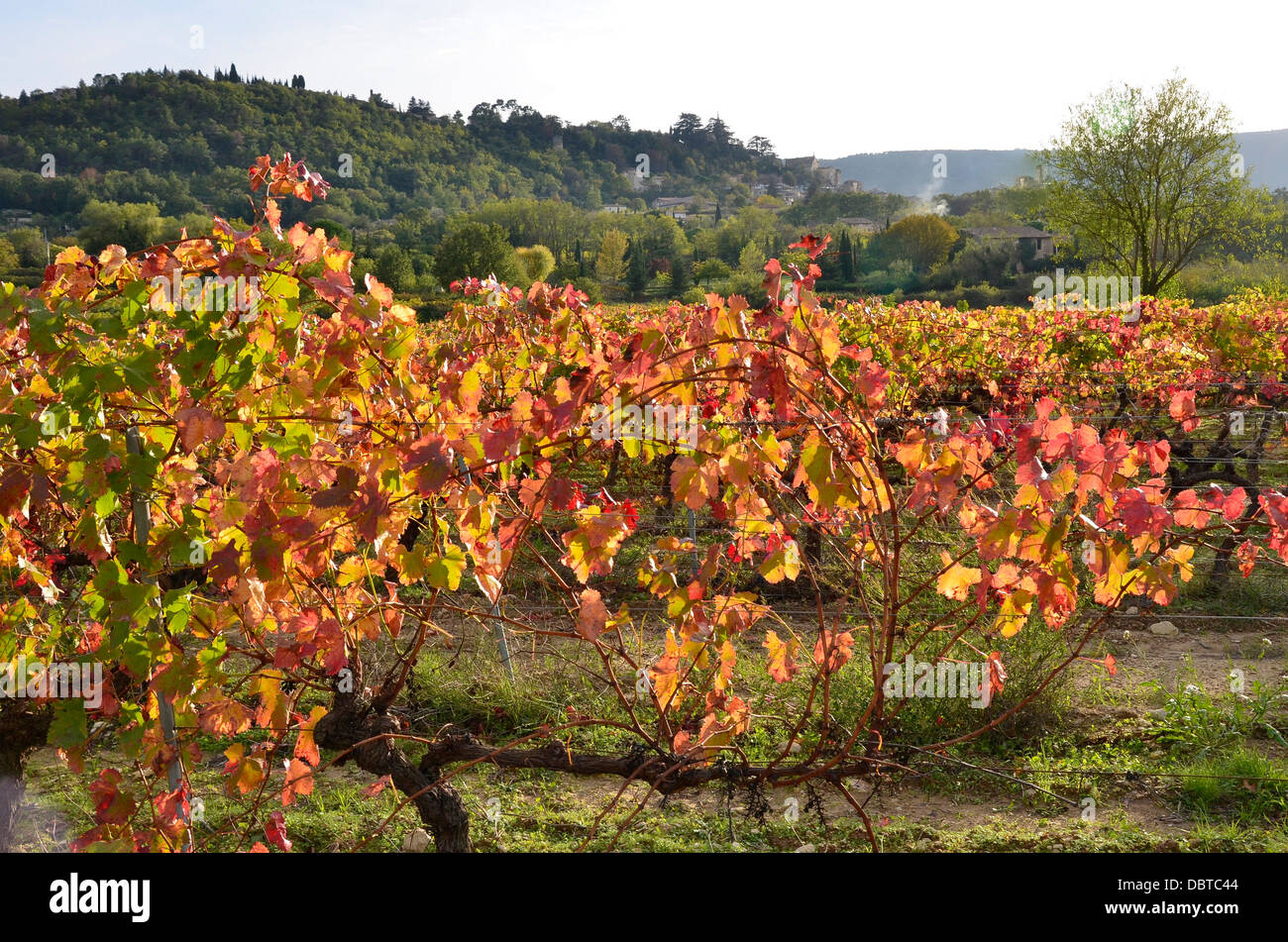 Vigneto vicino a Bonnieux, un comune nel dipartimento di Vaucluse nella regione Provenza-Alpi-Costa azzurra nel sud della Francia Foto Stock