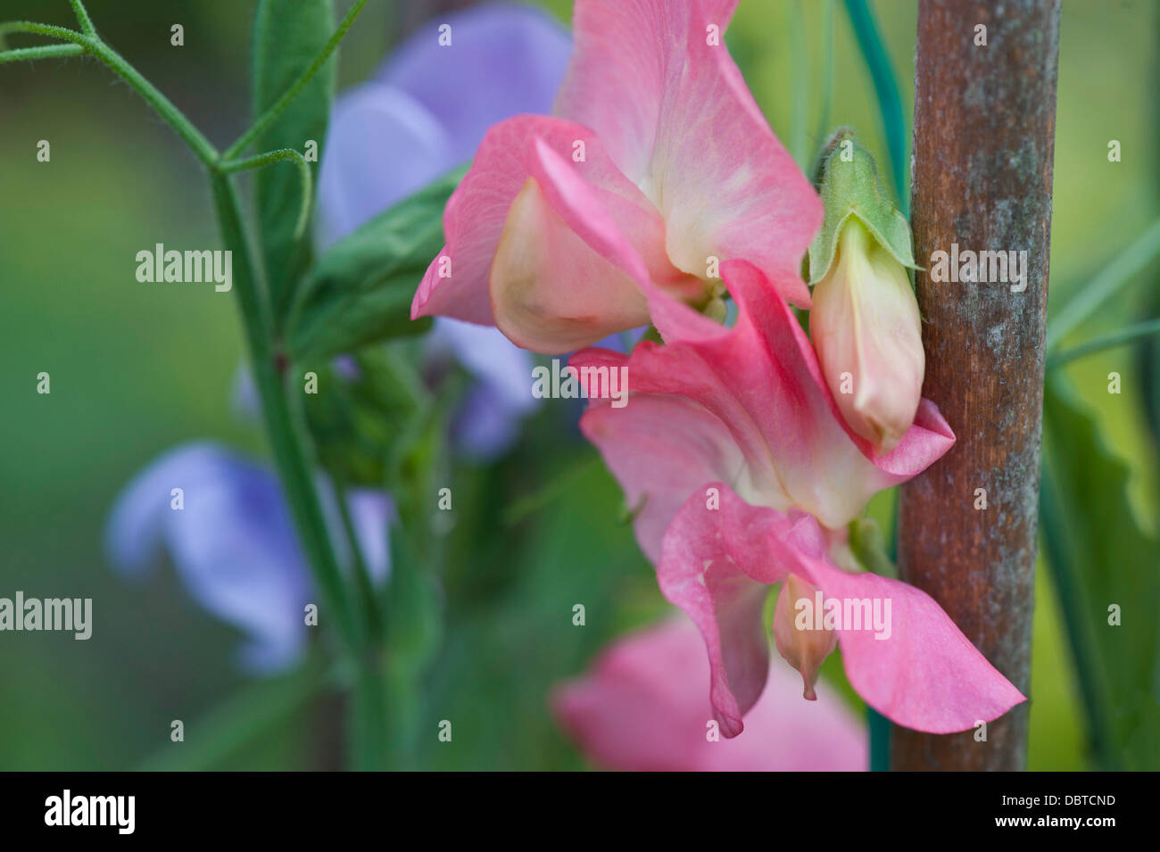 Fiori di piselli dolci - Lathyrus Odoratus, sfondo fuori fuoco Foto Stock