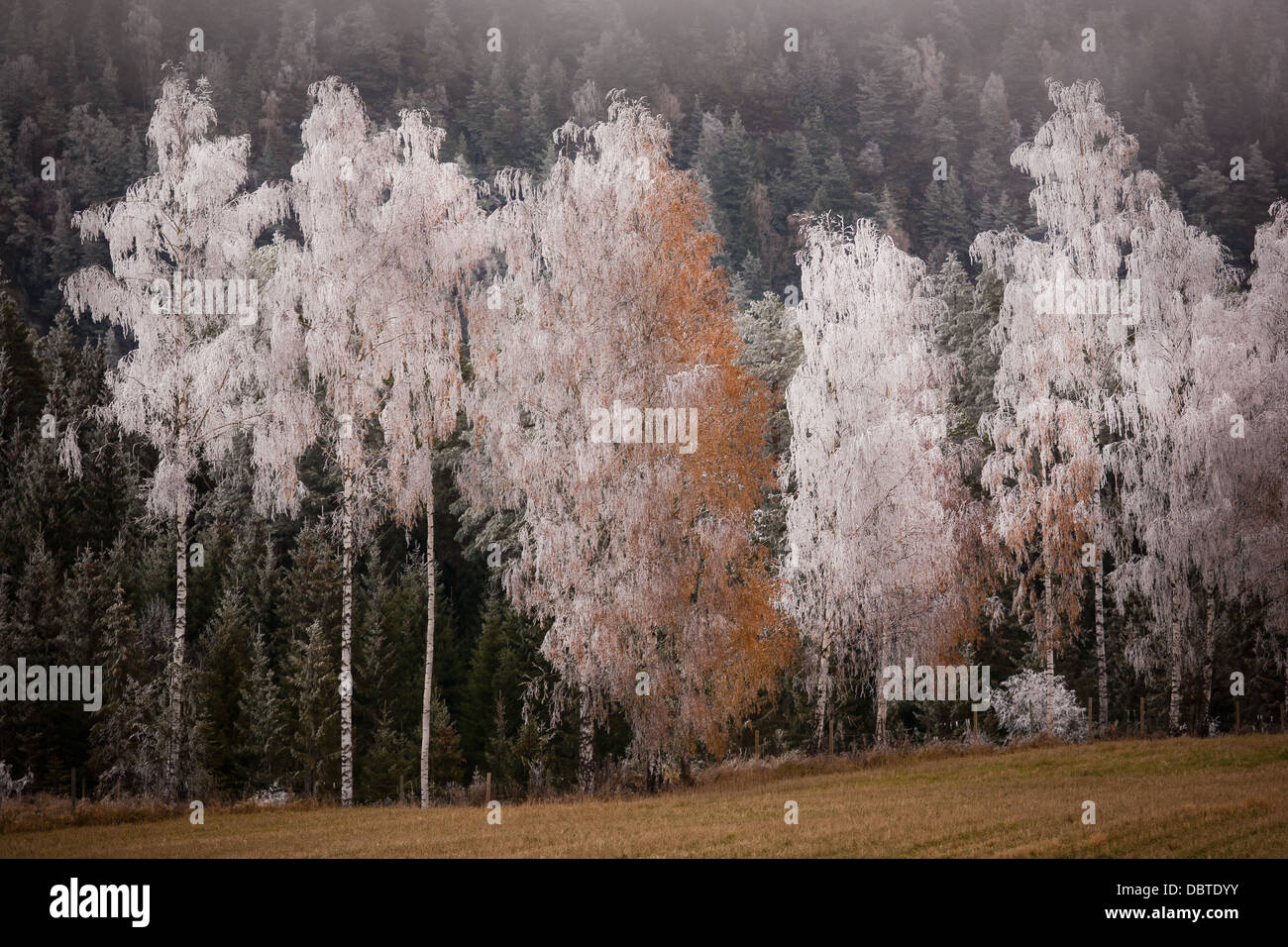 Brina su alberi di betulla in Eggedal, Buskerud fylke, Norvegia. Foto Stock