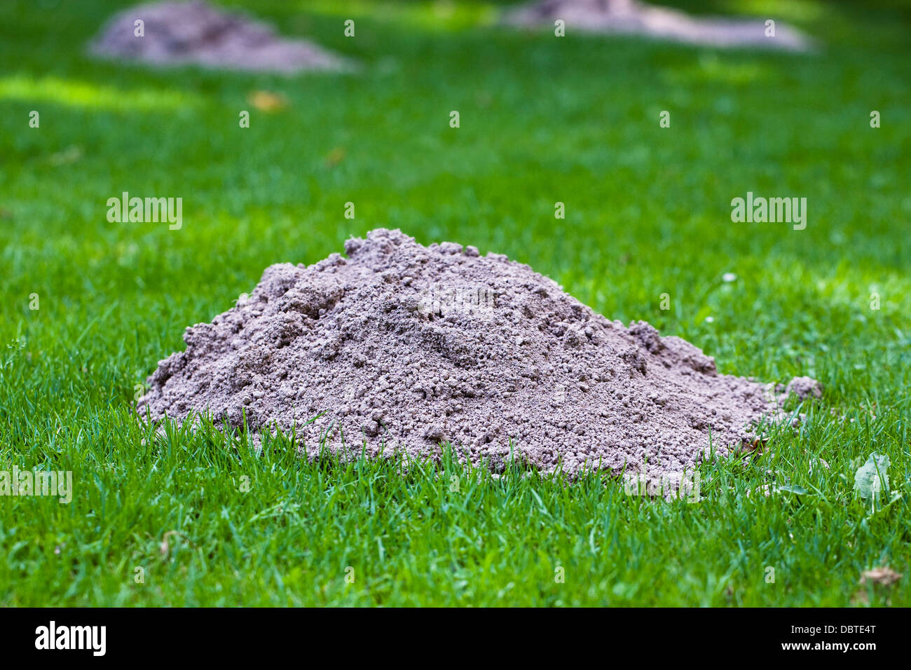 Molehill nel prato. Foto Stock