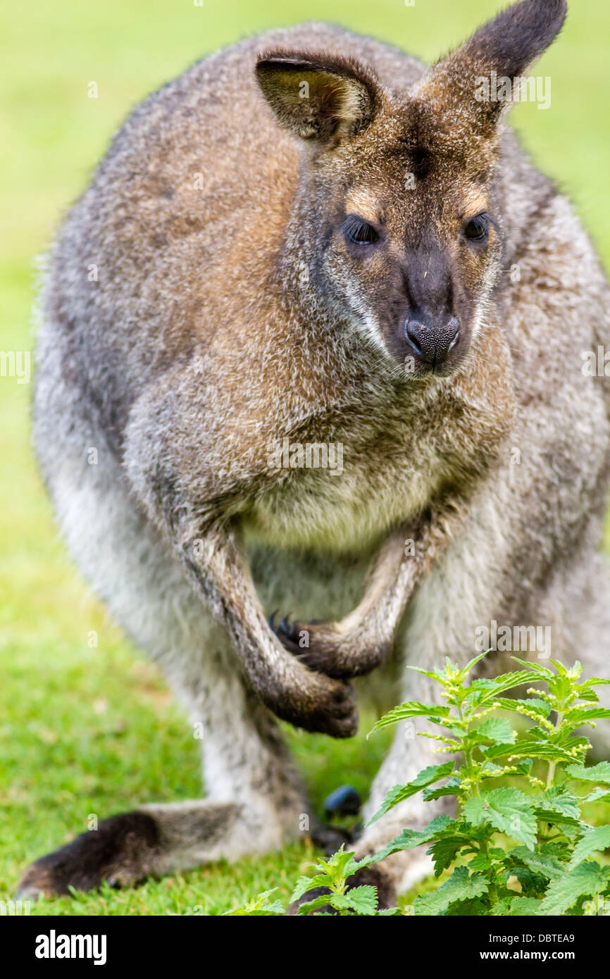 Wallaby Foto Stock