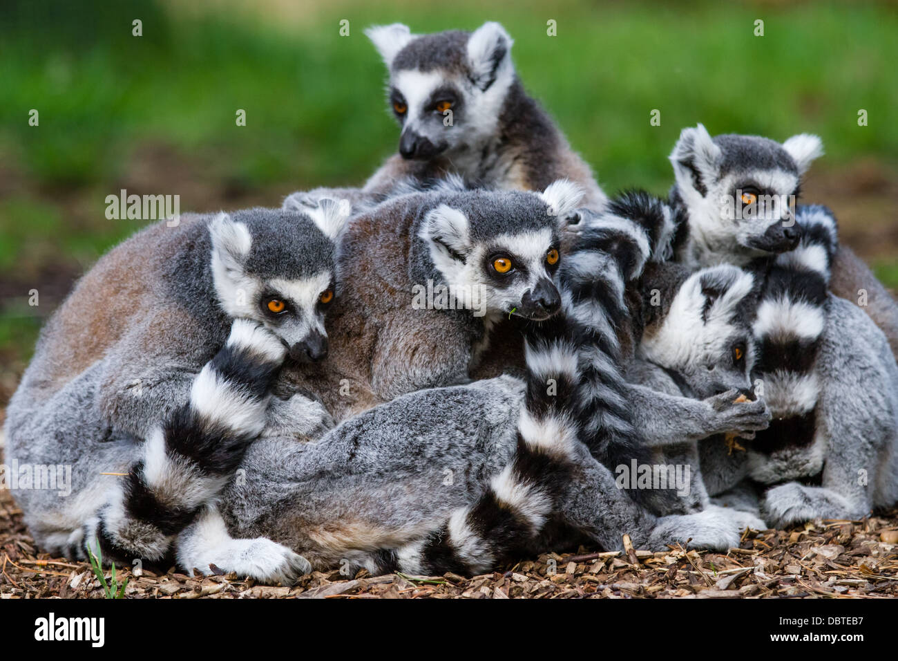 Una famiglia di ring-tailed lemuri Foto Stock