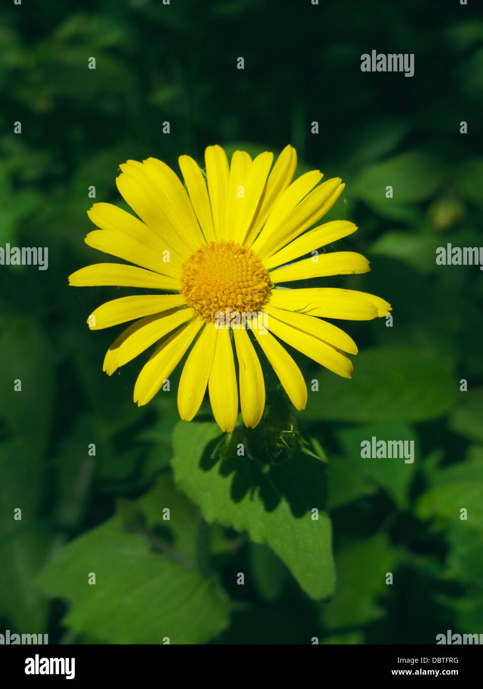 Doronicum pardalianches ( Leopard's-Bane ) REGNO UNITO Foto Stock