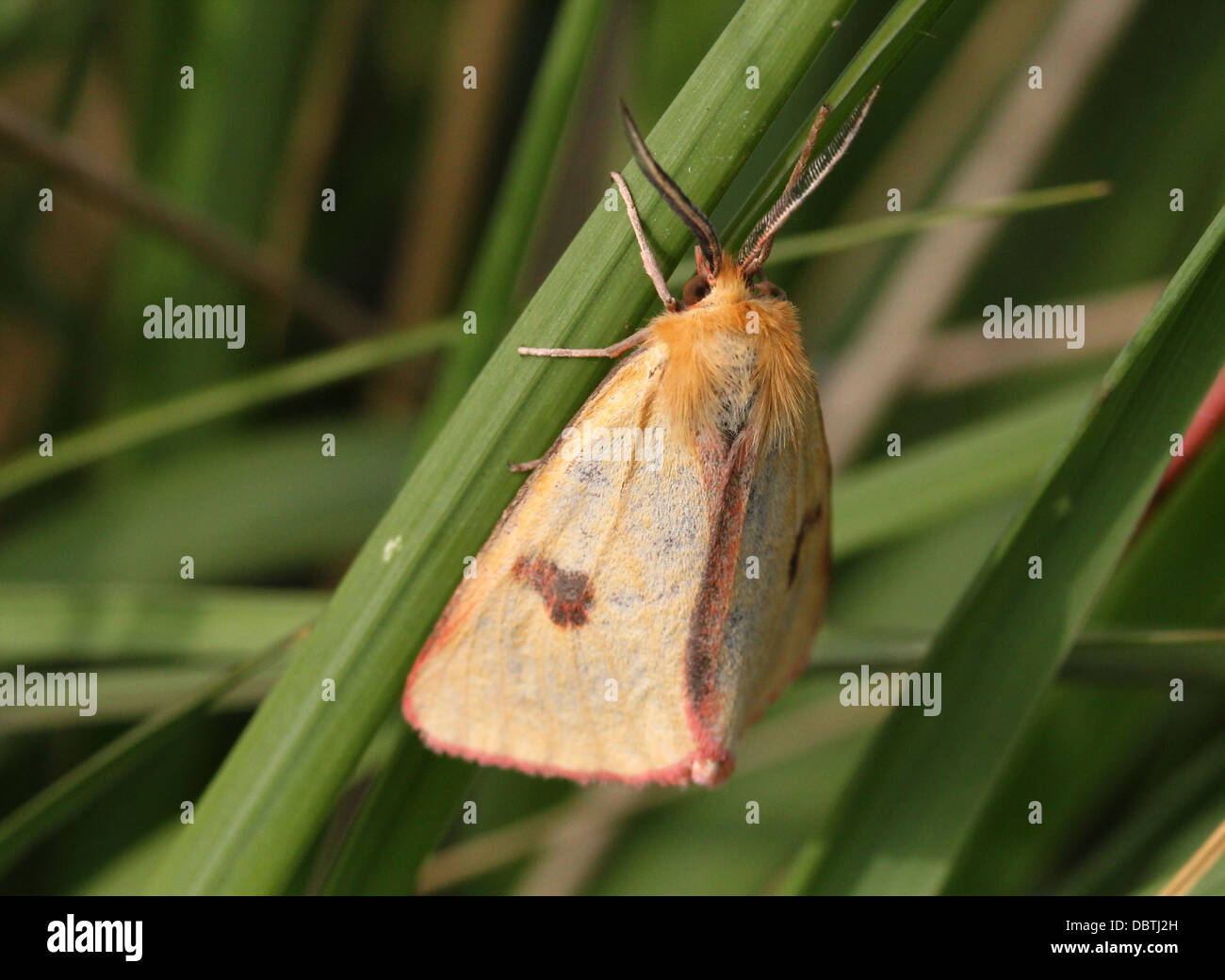 Close-up di un maschio giallo offuscato Buff tarma (Diacrisia sannio) Foto Stock