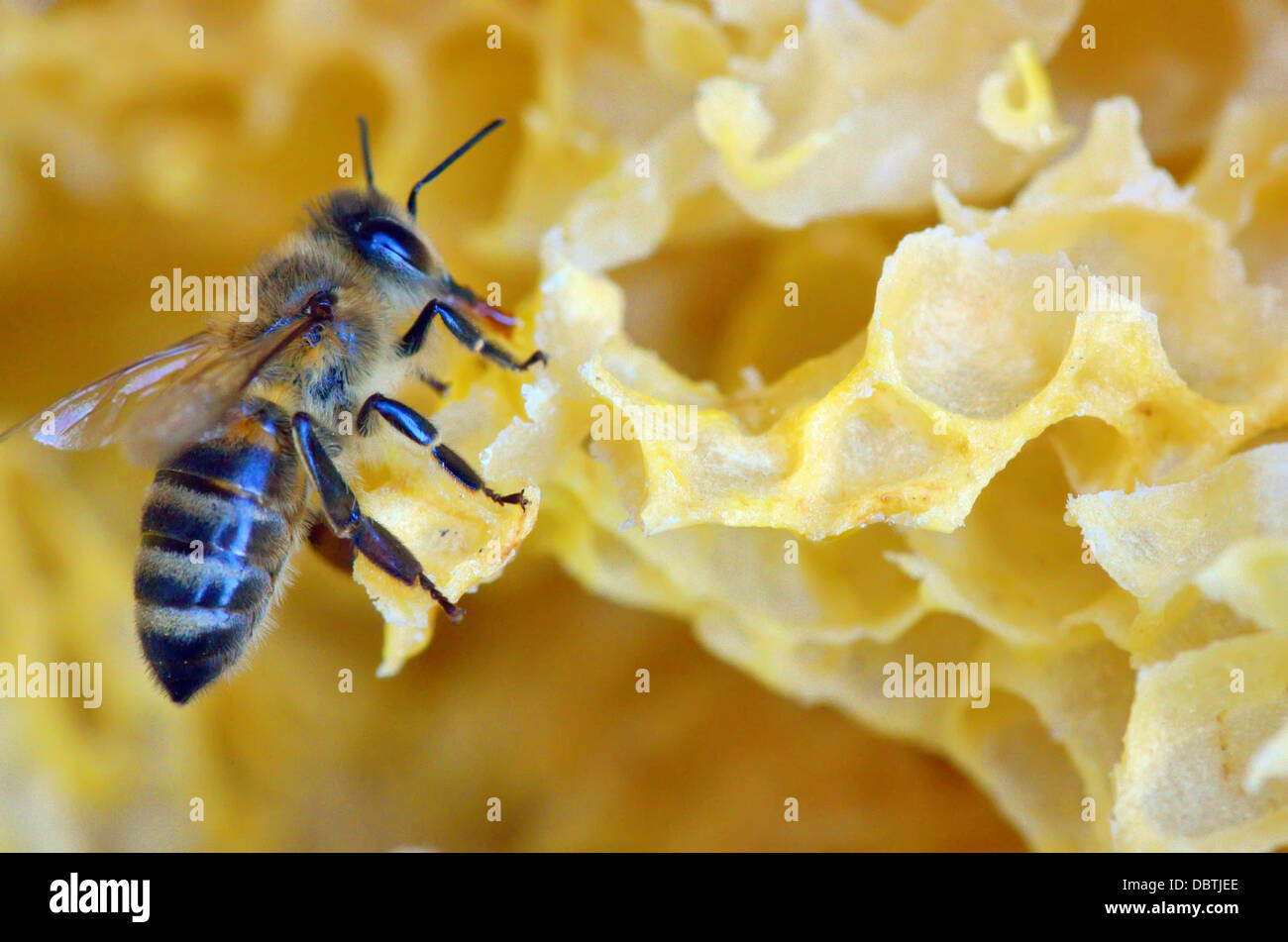 Dettagli del pettine di miele e un'ape Foto Stock