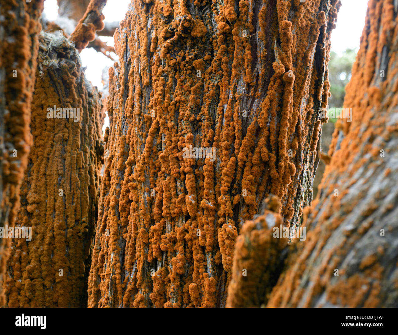 Trentepohlia sp., un'alga verde che cresce sugli alberi di cipresso, Point Lobos state Natural Reserve, CA Foto Stock