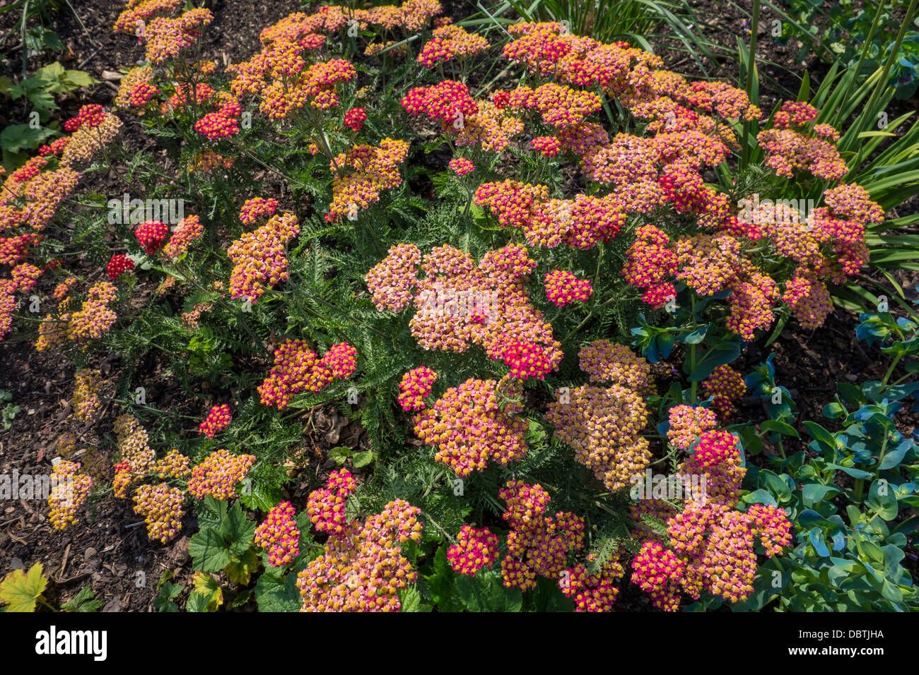 Achillea Garden Cottage di piante e fiori Foto Stock
