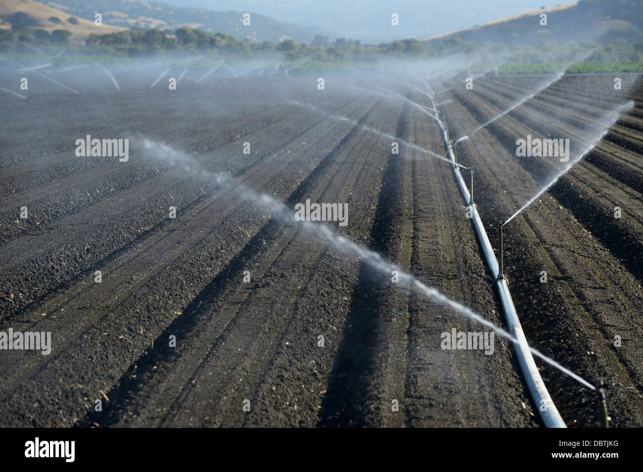 Irrigazione di colture giovani, Valle di Salinas, CA centrale Foto Stock
