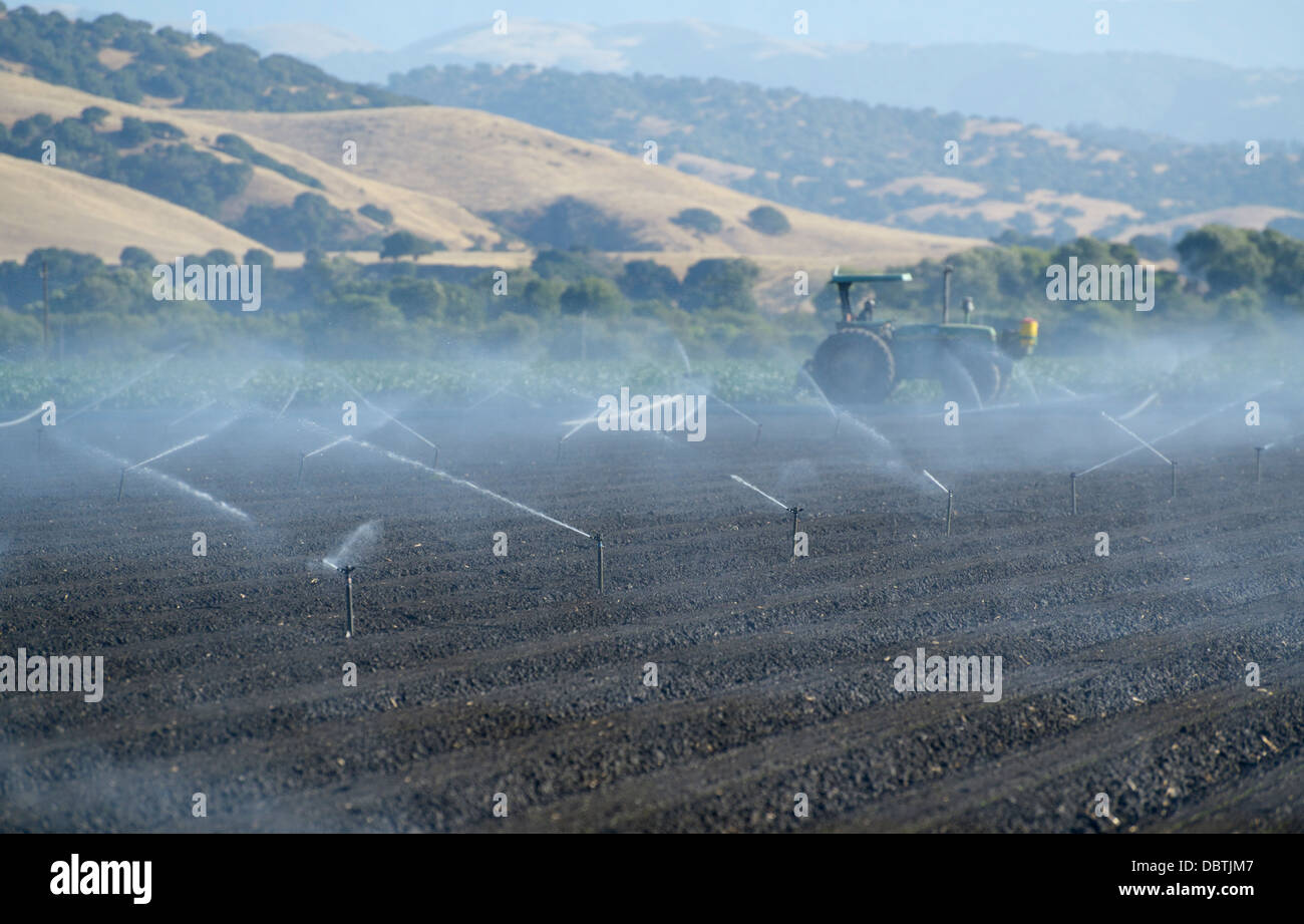 Irrigazione di colture giovani, Valle di Salinas, CA centrale Foto Stock