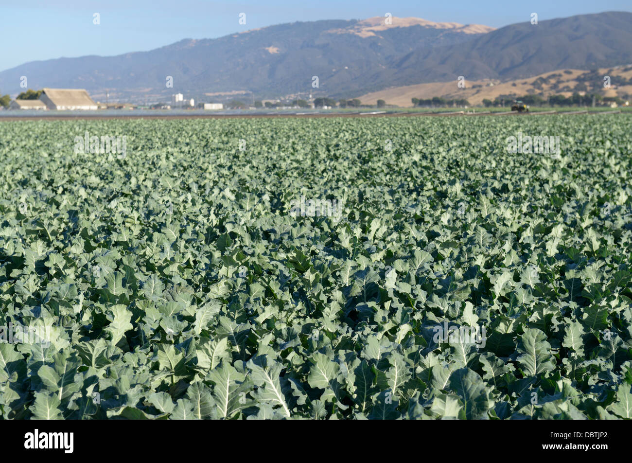 I campi di cavolo, Valle di Salinas, CA centrale Foto Stock