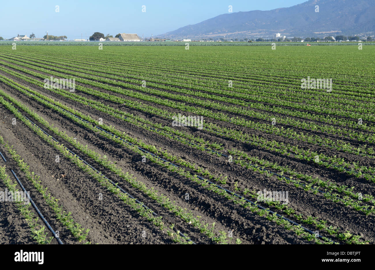 Righe di giovani raccolti, Salinas Valley, CA centrale Foto Stock