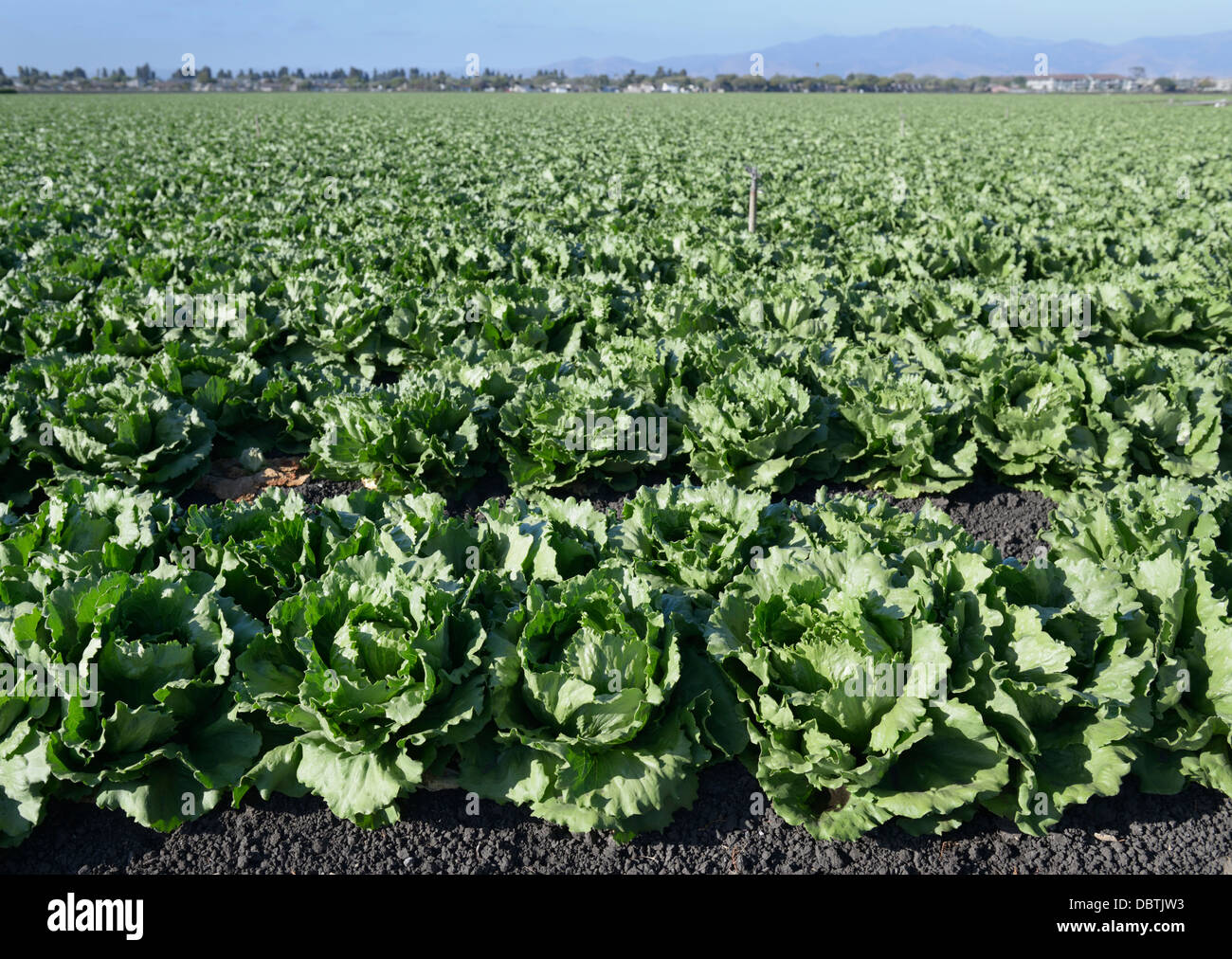 File di lattuga, Valle di Salinas, CA centrale Foto Stock