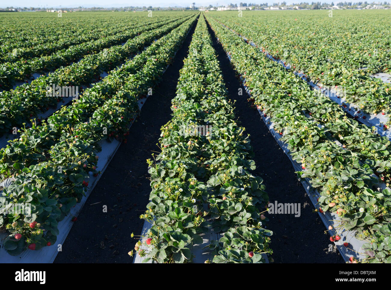 Filari di piante di fragola, Valle di Salinas, CA centrale Foto Stock