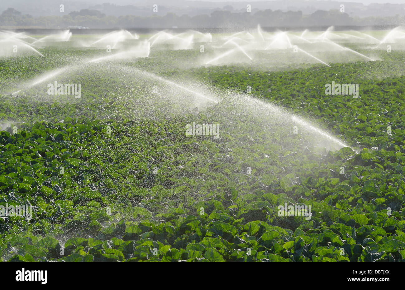 Colture di irrigazione, Valle di Salinas, CA centrale Foto Stock