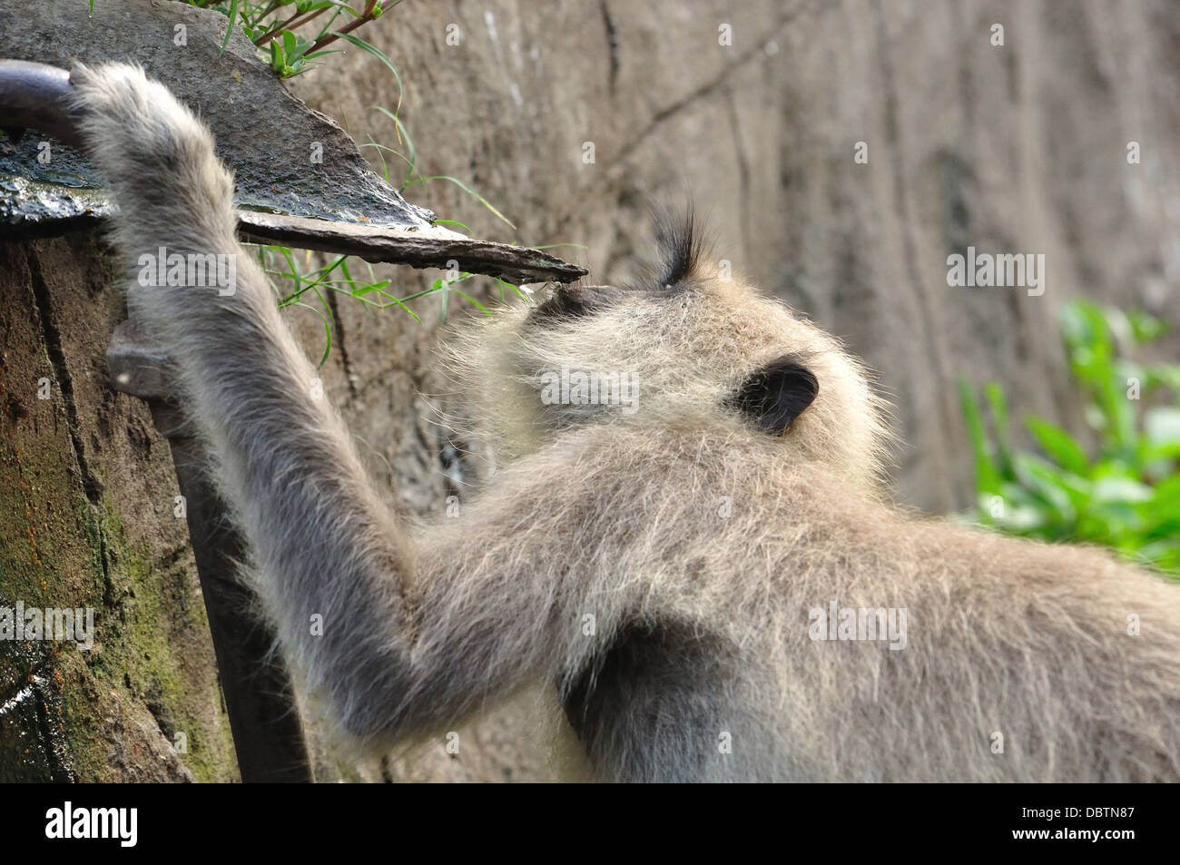 Indiano Langur grigio Foto Stock