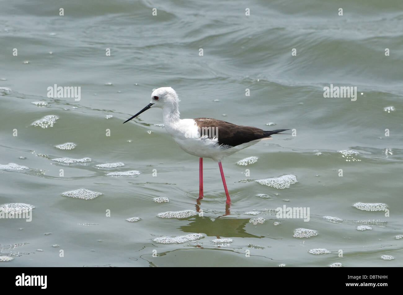 Black-winged Stilt Foto Stock