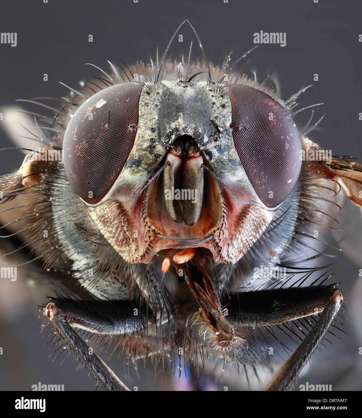 Musca domestica a basso ingrandimento di scala Foto Stock