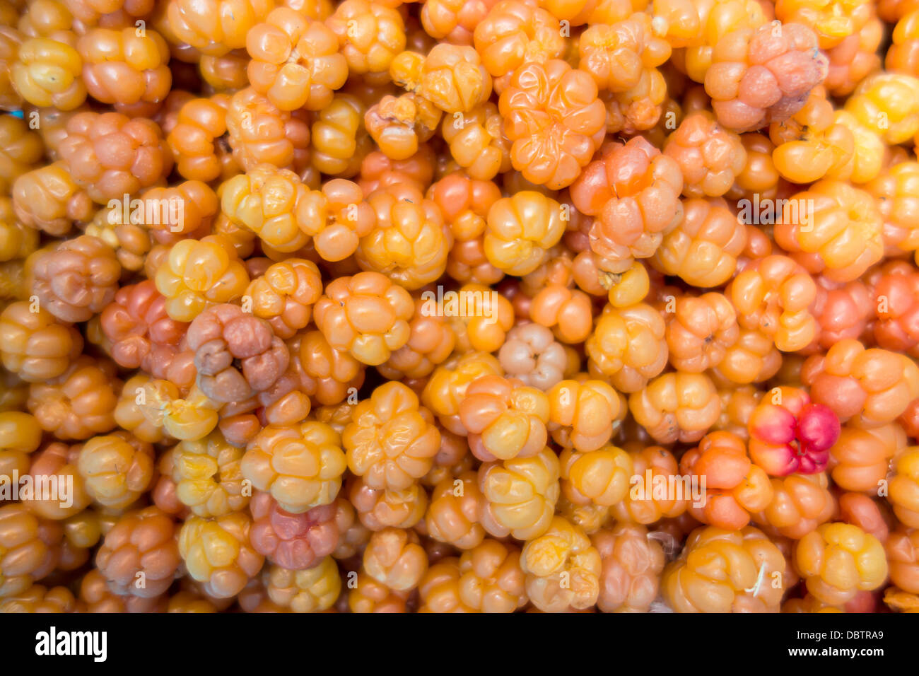 Nuvola Fresca-berry background closeup Foto Stock