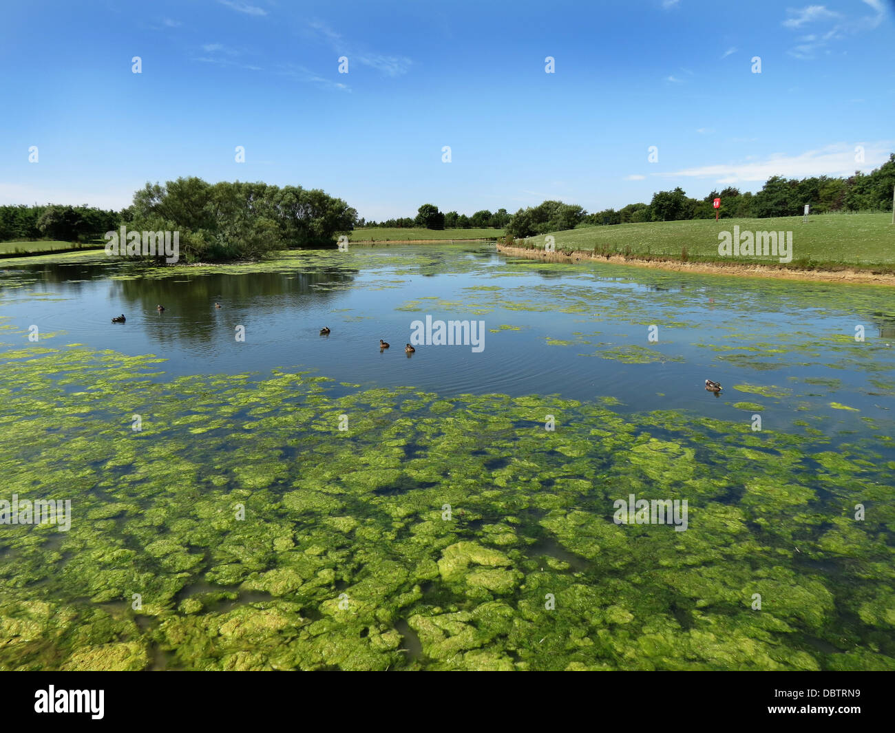 Acqua fresca lago con pesanti la crescita di erbacce in estate. Foto Stock