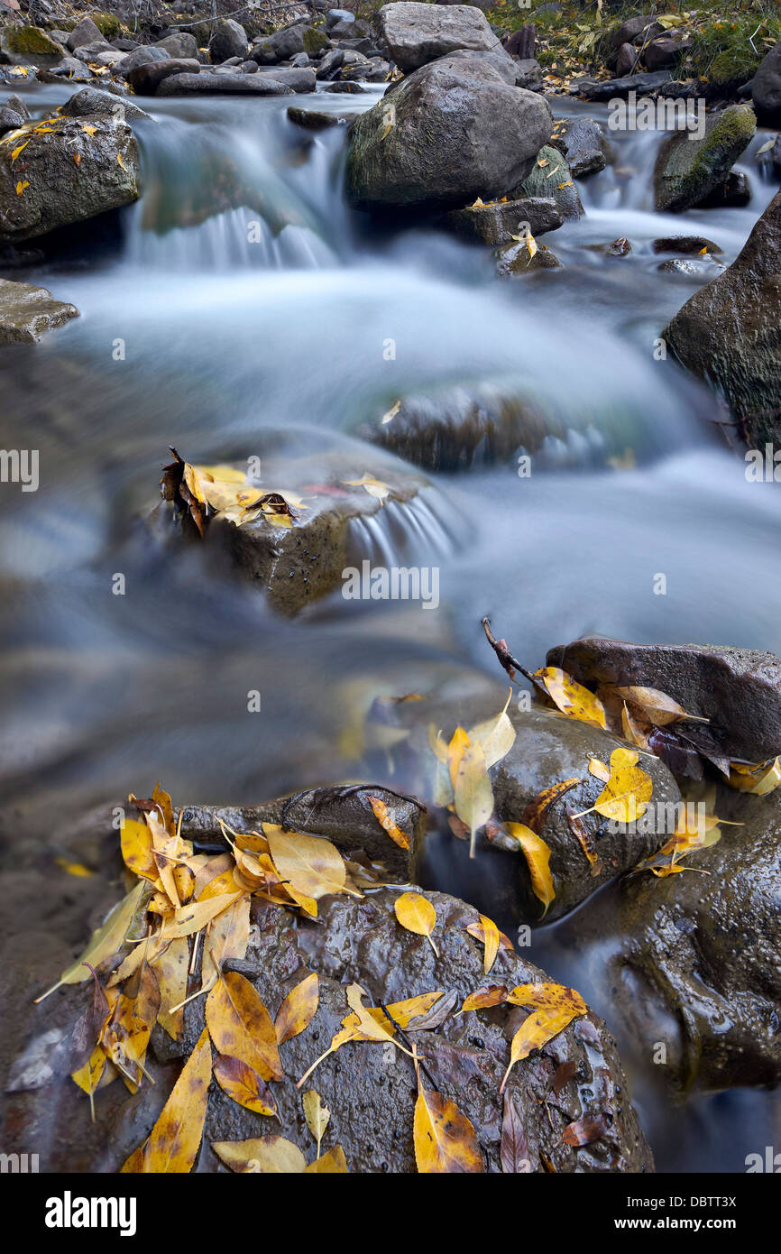 Cascate del Big Bear Creek in autunno, San Miguel County, Colorado, Stati Uniti d'America, America del Nord Foto Stock