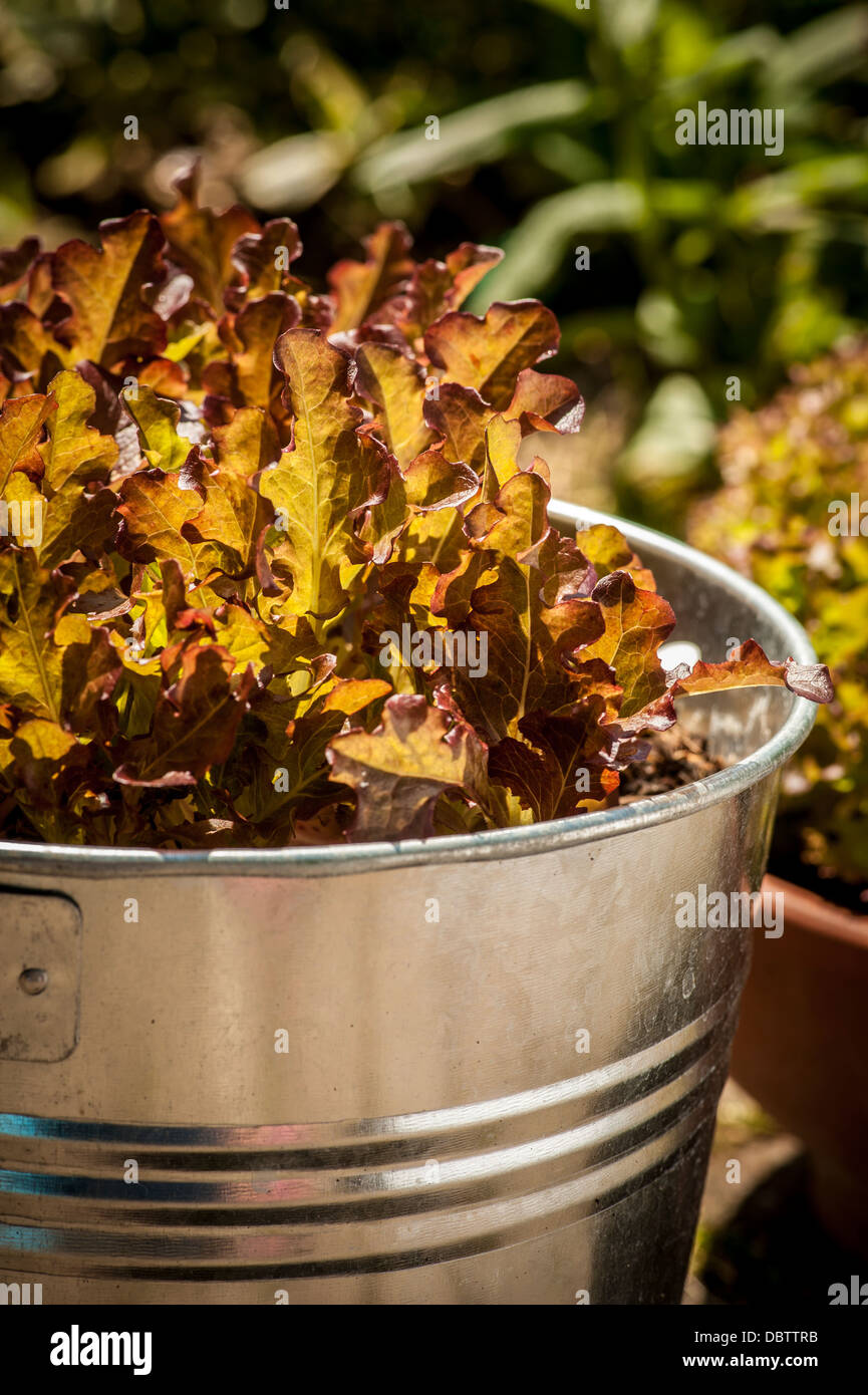 Le giovani foglie rosse di lattuga Lollo Rosso crescono in secchio galvanizzato, in un giardino inglese. Foto Stock