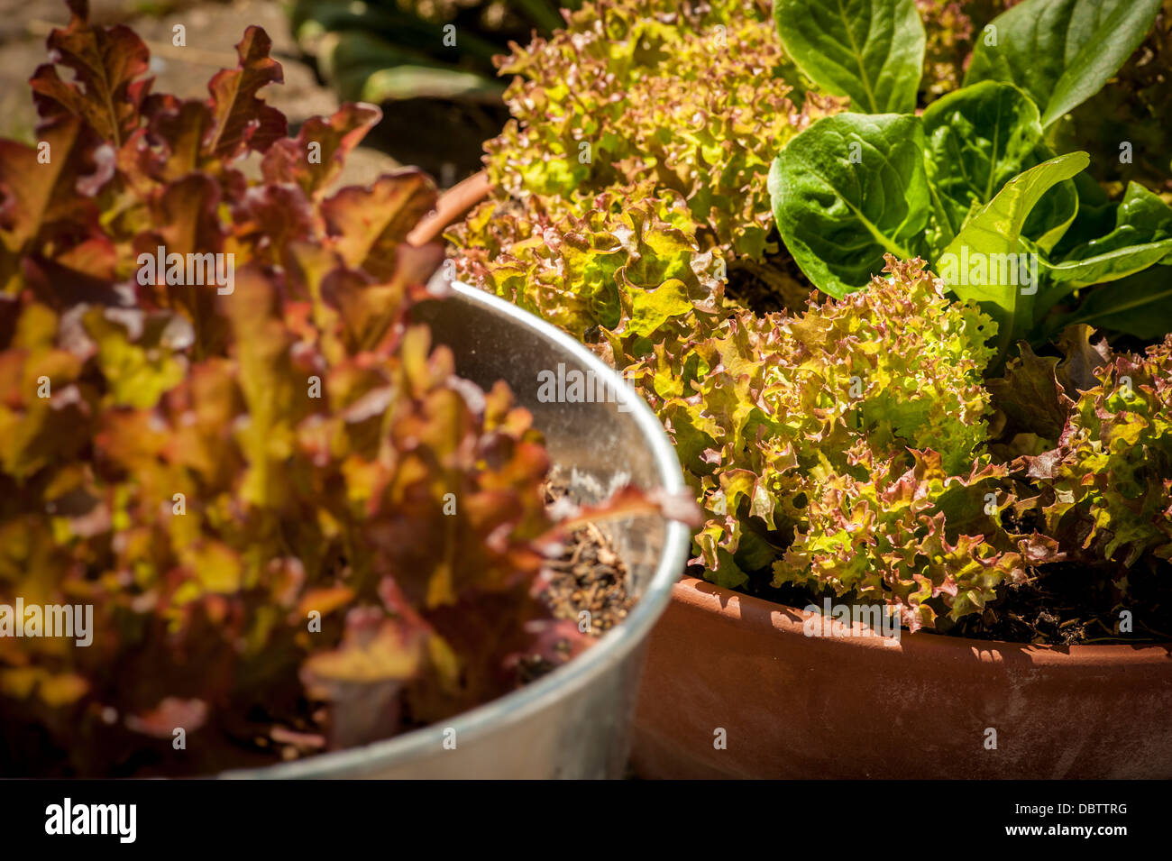 Baby Lollo Rosso e Little Gem lattuga foglie che crescono in contenitori. Foto Stock