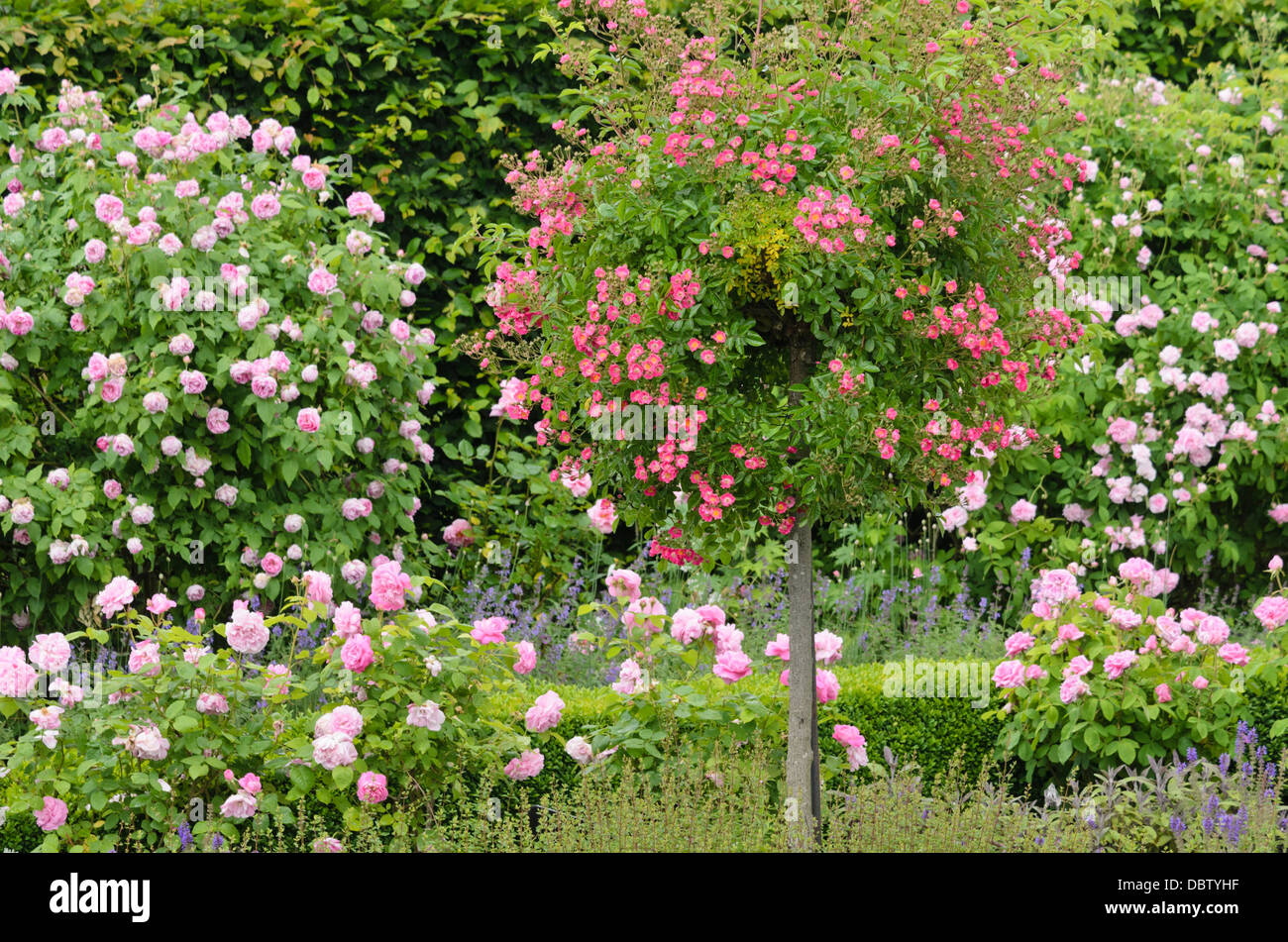 Giardino delle rose con metà rosa standard Foto Stock