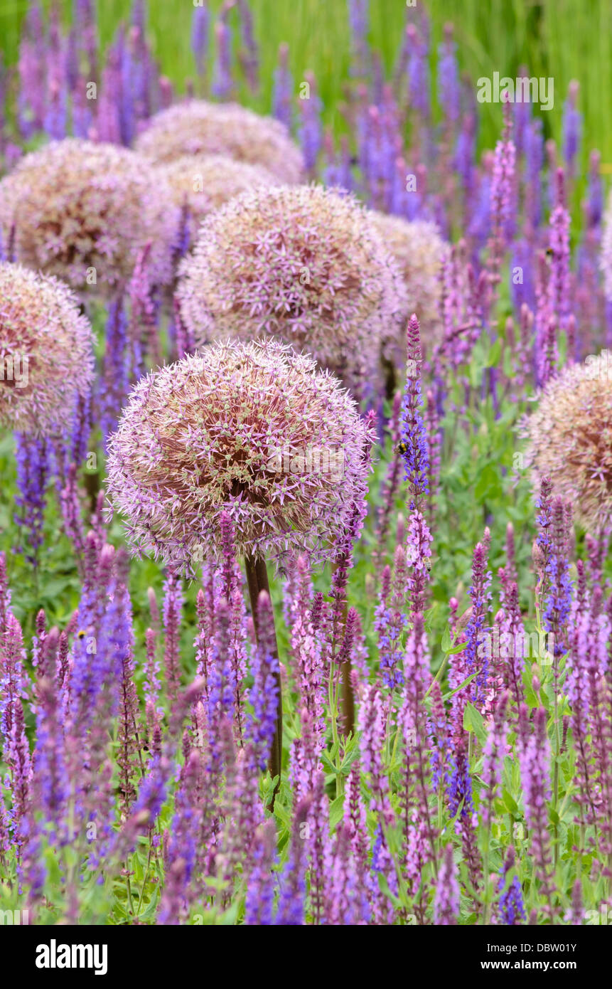Cipolla ornamentali (allium) e saggi (salvia) Foto Stock