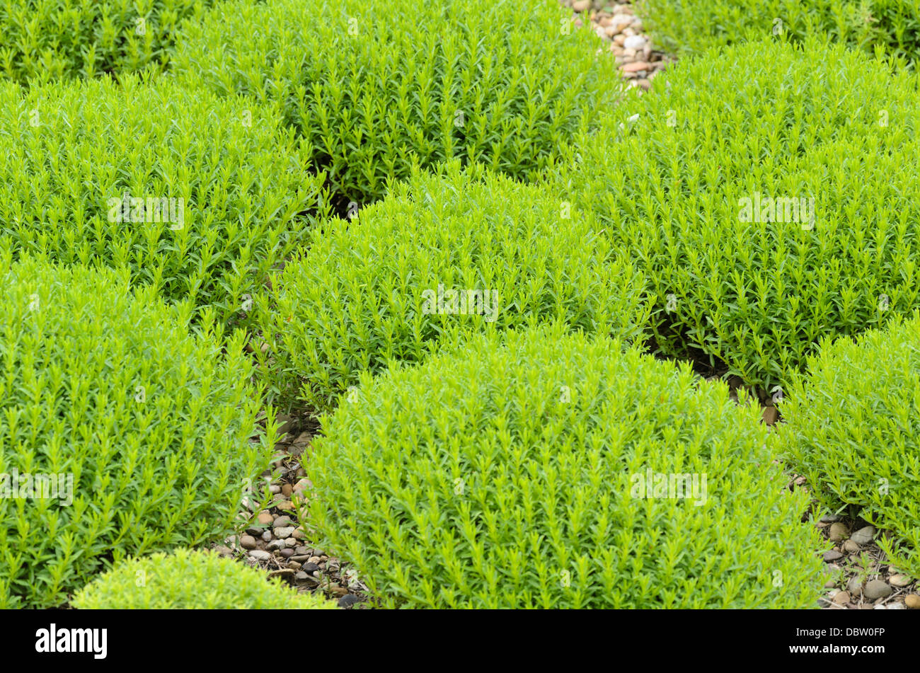 Inverno salato (Satureja montana subsp. illyrica syn. Satureja subspicata) Foto Stock