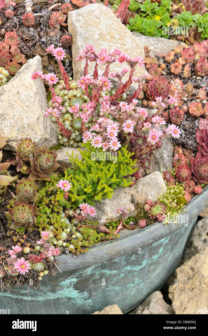 Houseleeks (sempervivum) e stonecrops (sedum) in una vasca di fiori Foto Stock