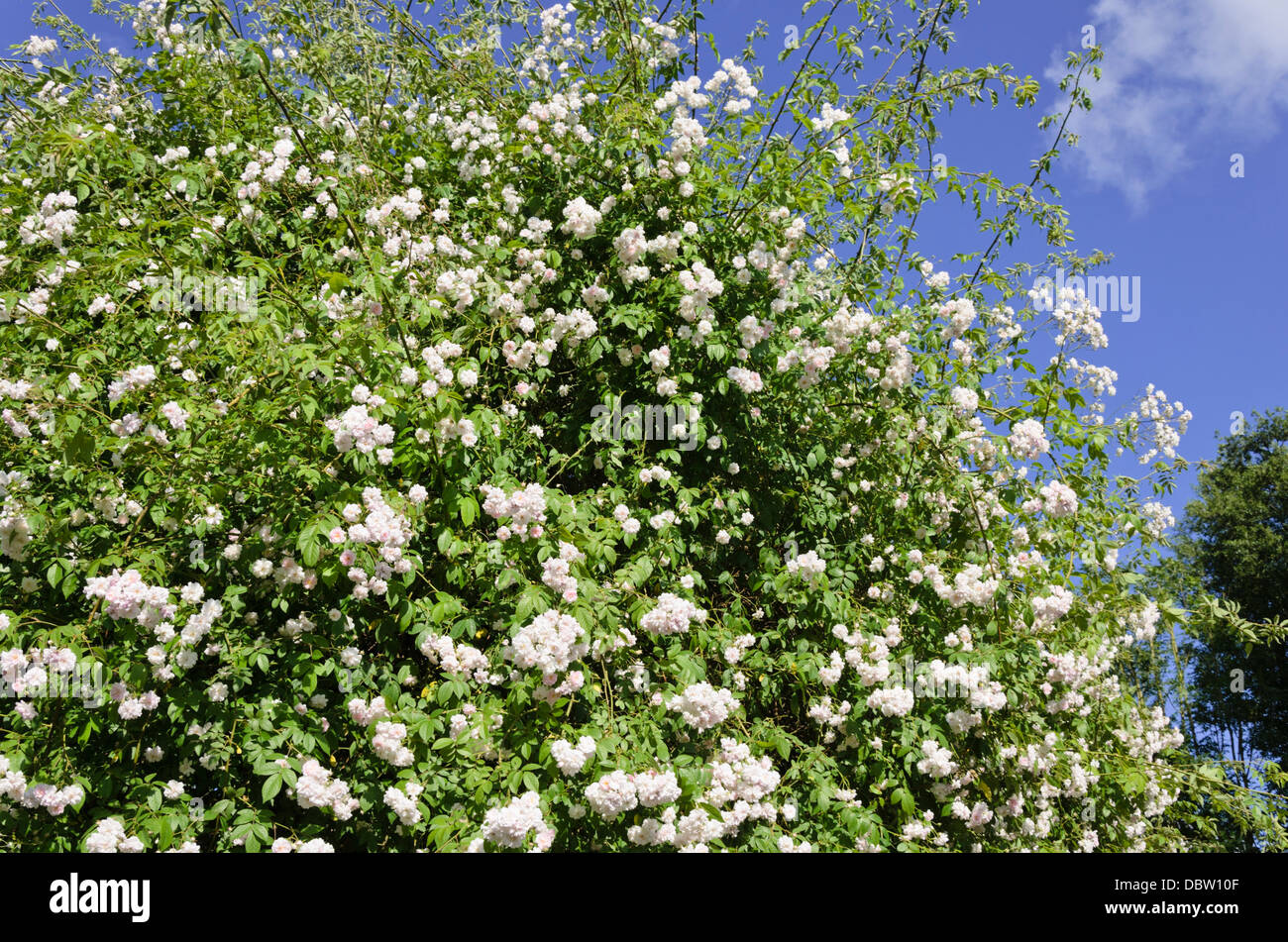 Rambler (rosa Paul's Himalayan Musk) Foto Stock