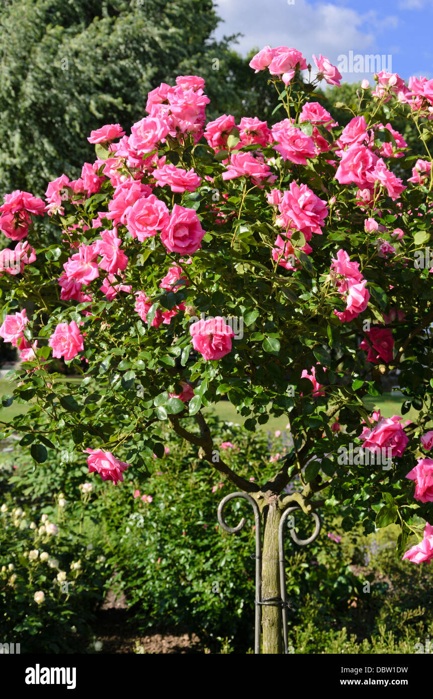 Rosa rampicante (rosa gioiello di mattina) Foto Stock