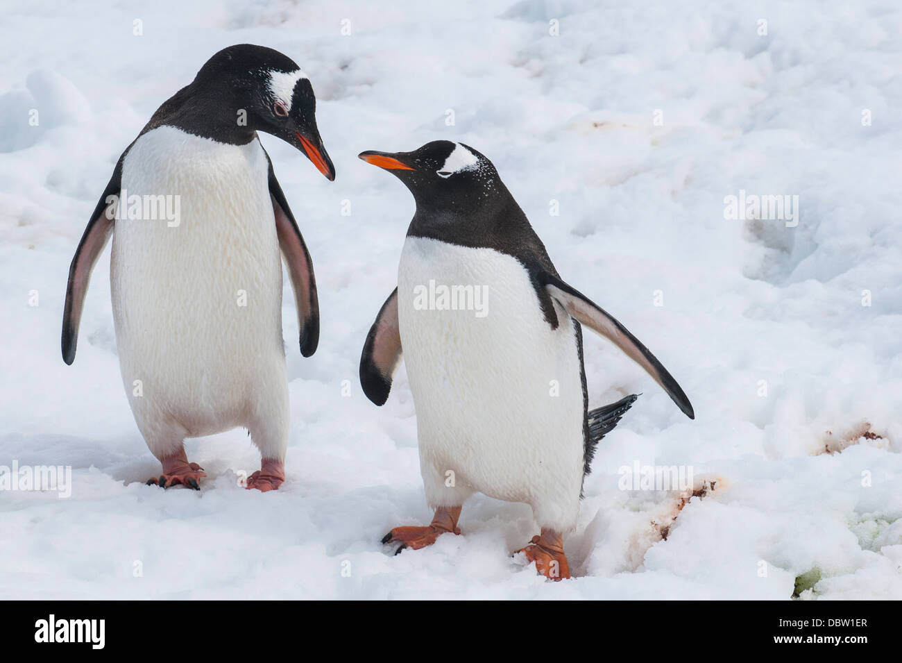 I pinguini di Gentoo (Pygoscelis papua), Mikkelson Isola, Antartide, regioni polari Foto Stock