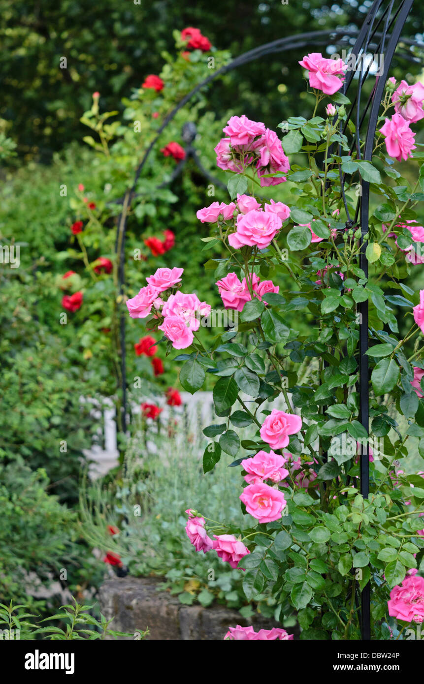 Rosa rampicante (rosa gioiello di mattina) Foto Stock