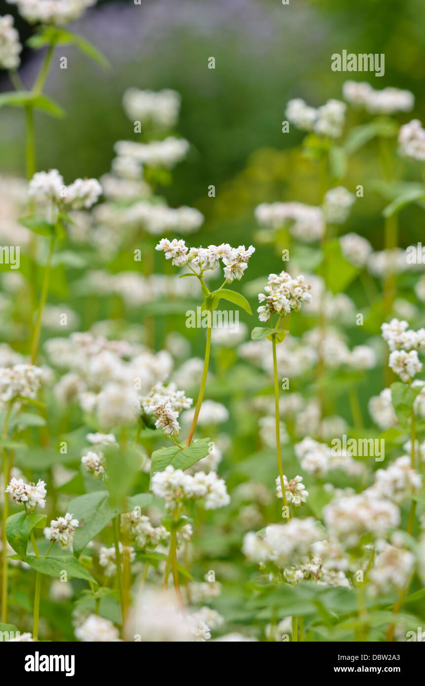 Comune di grano saraceno (Fagopyrum esculentum) Foto Stock