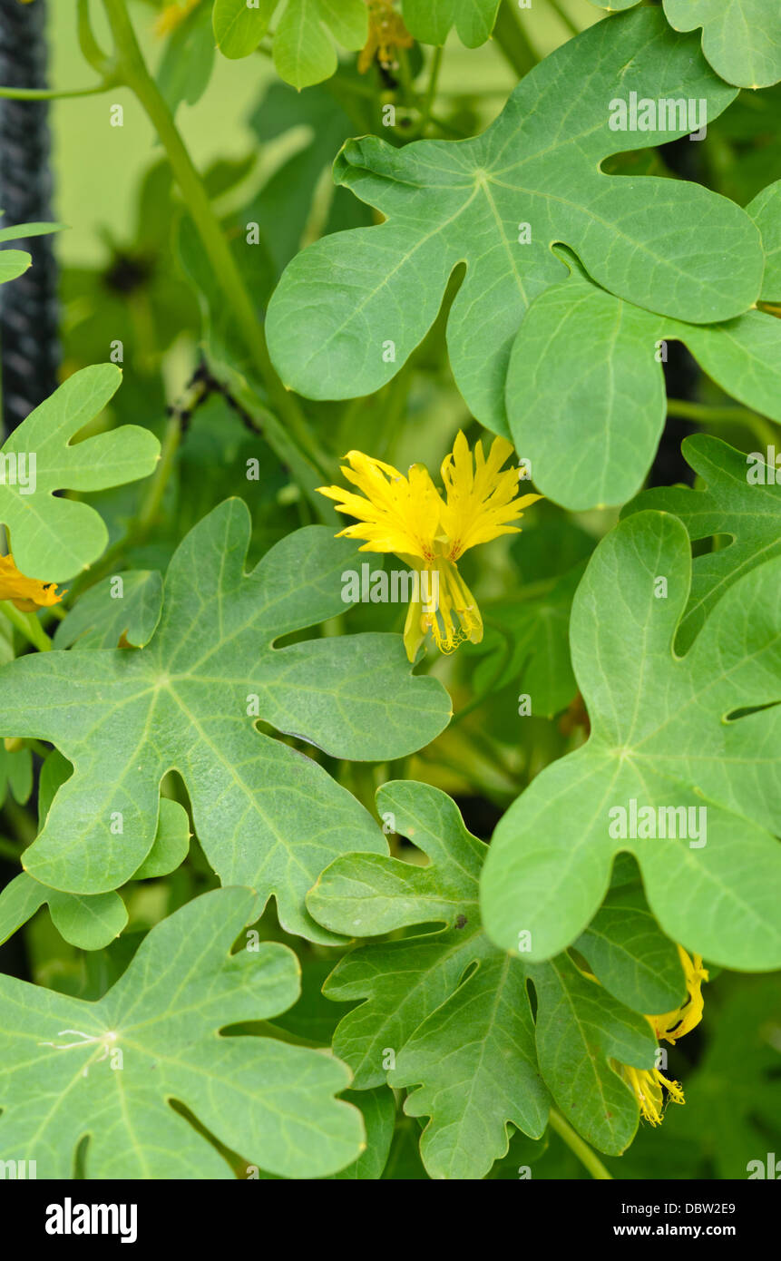 I nasturzi canarie (tropaeolum peregrinum syn. tropaeolum canariense) Foto Stock