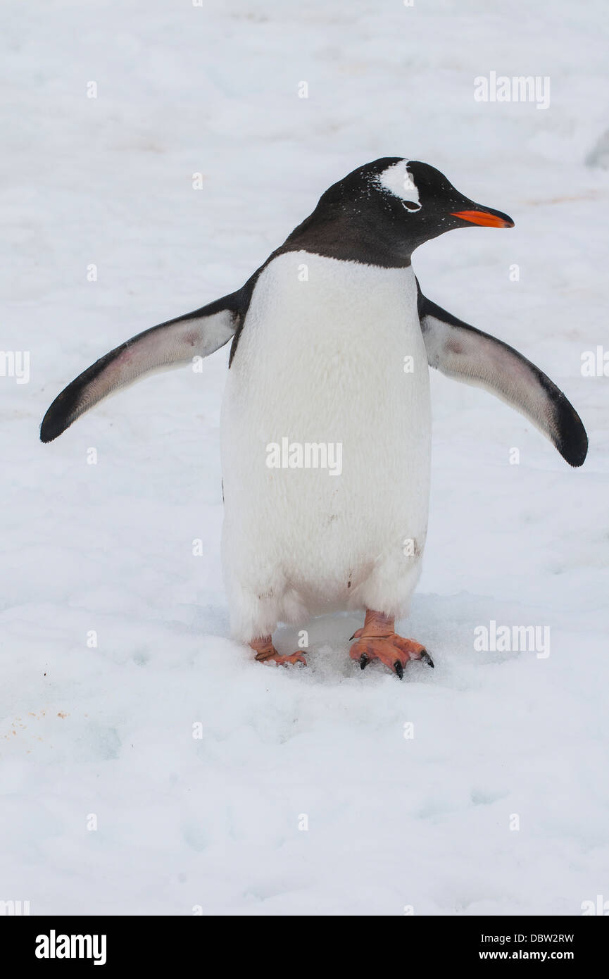 Adelie penguin (Pygoscelis adeliae), Port Lockroy stazione di ricerca, l'Antartide, regioni polari Foto Stock