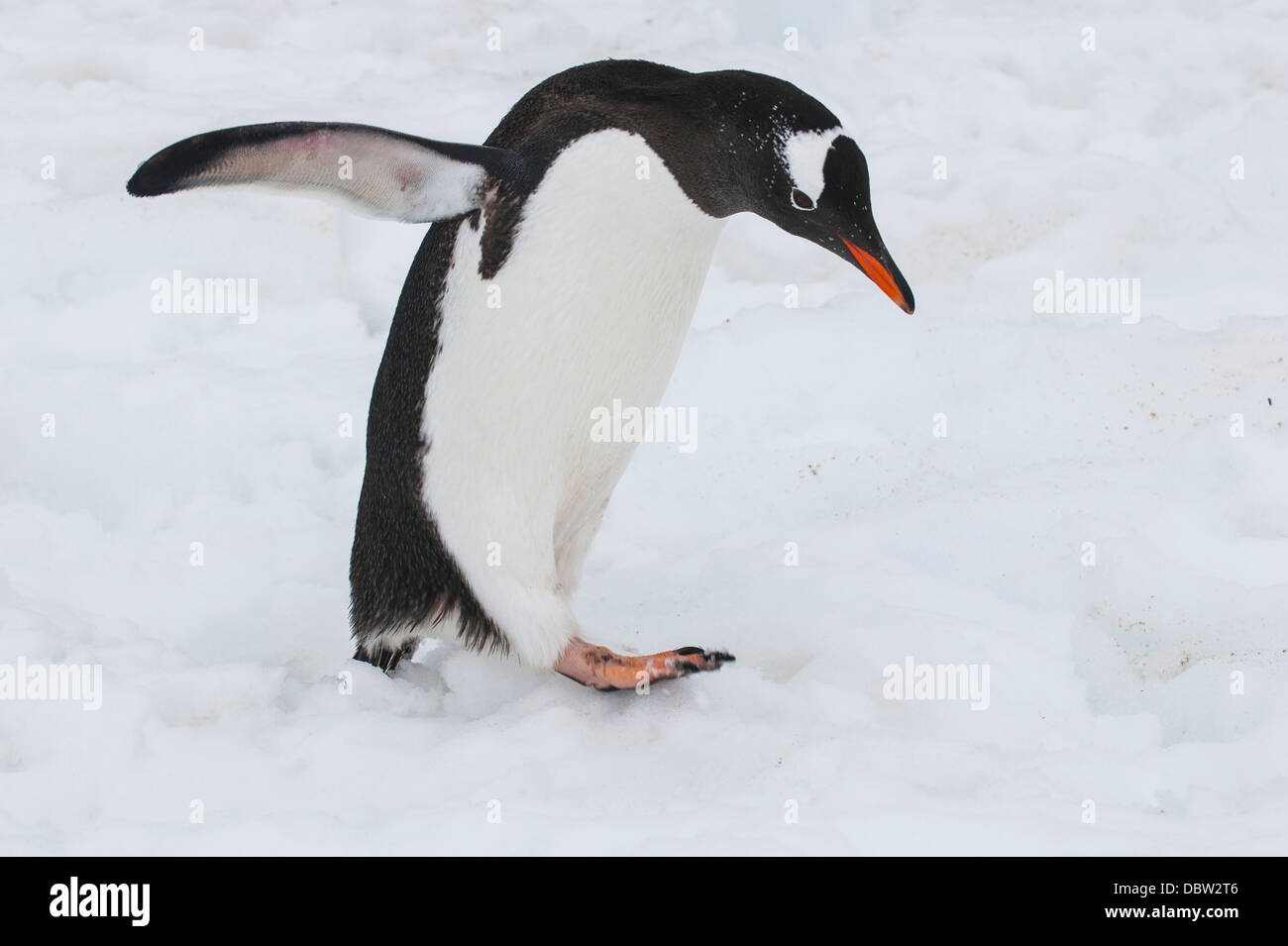 Adelie penguin (Pygoscelis adeliae), Port Lockroy stazione di ricerca, l'Antartide, regioni polari Foto Stock