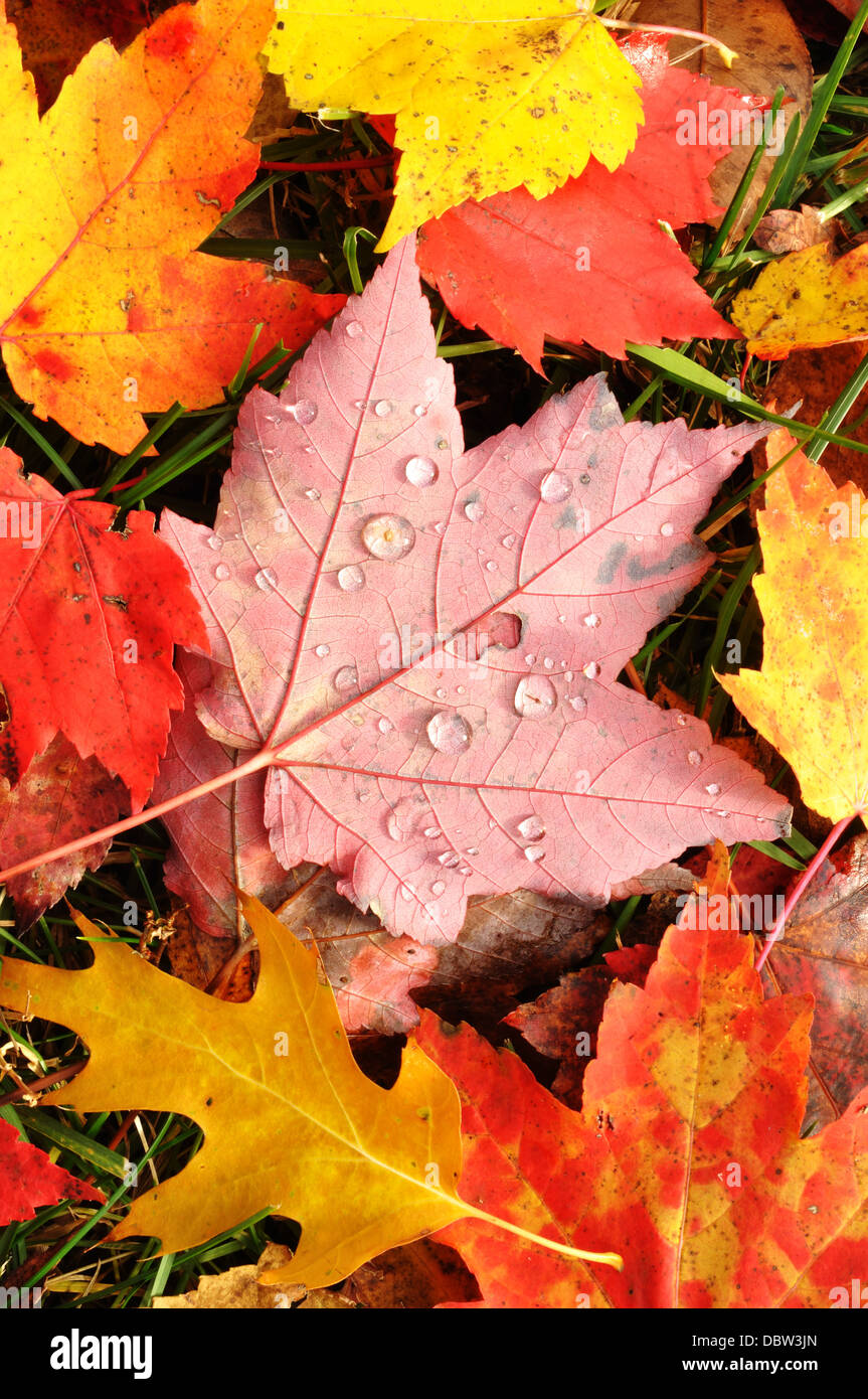 Foglie di autunno / maple leaf Foto Stock