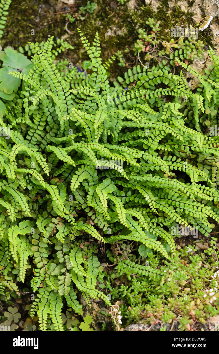 Maidenhair spleenwort (asplenium trichomanes) Foto Stock