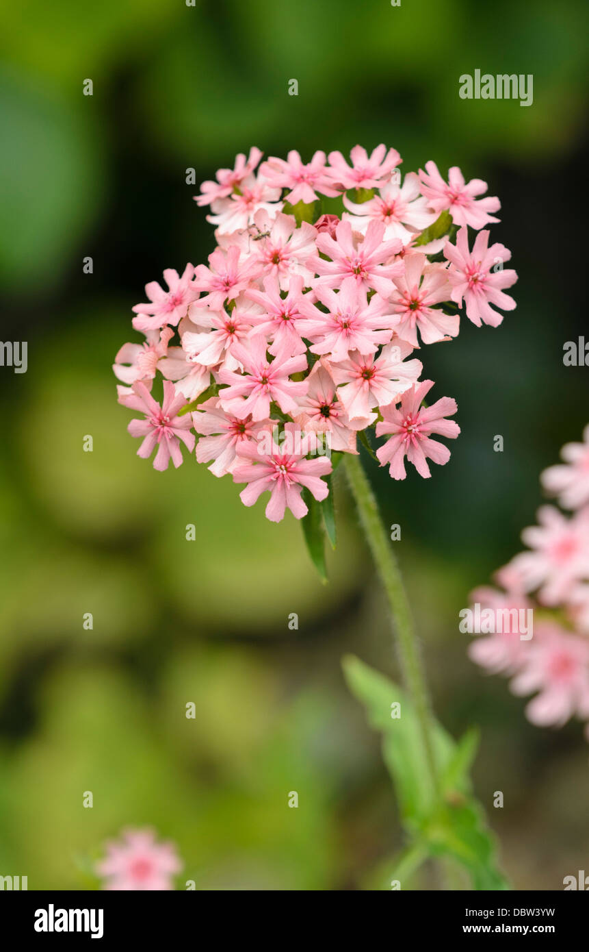 Croce di Malta (lychnis chalcedonica 'carnea' syn. silene chalcedonica 'carnea') Foto Stock