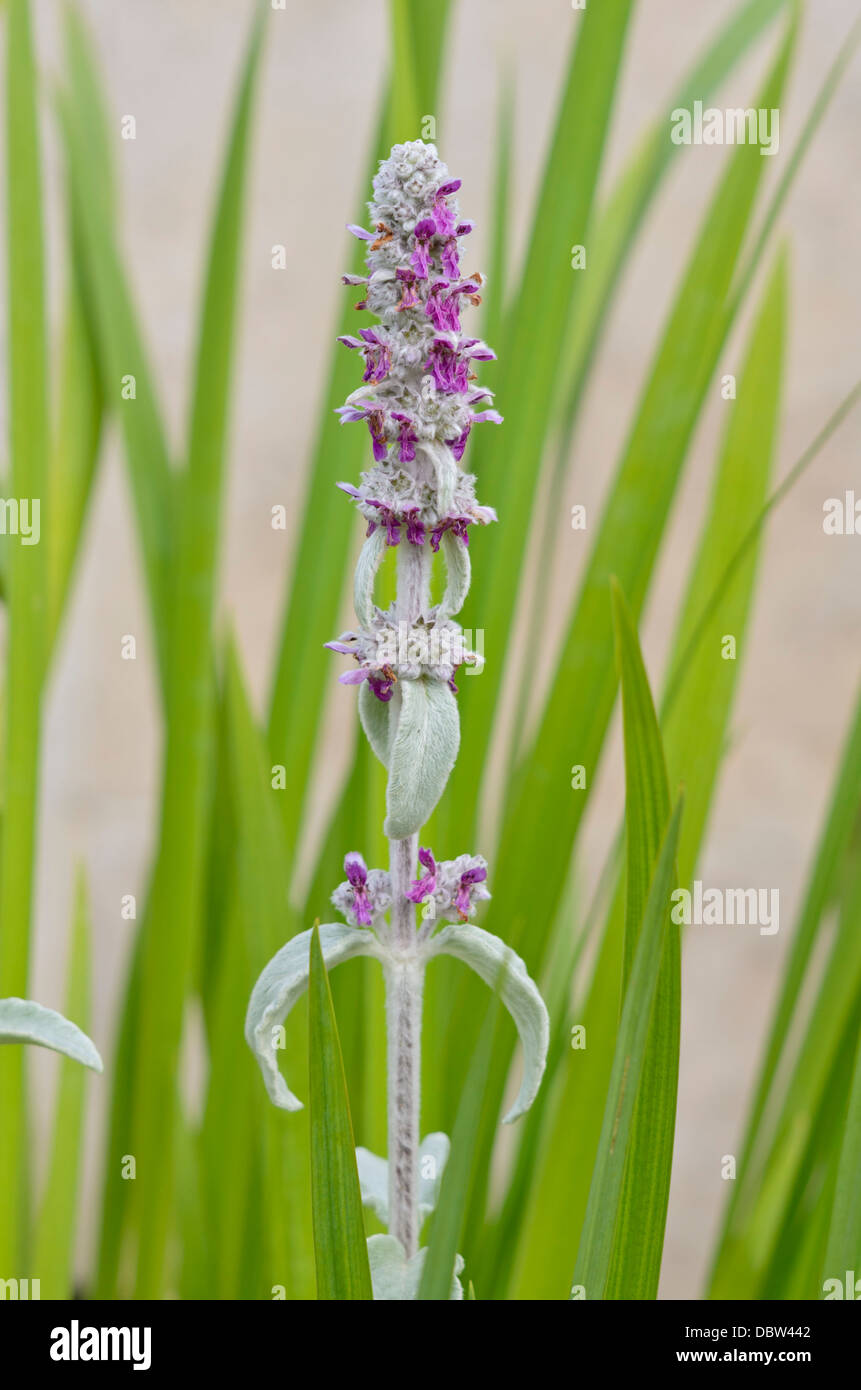 Agnello le orecchie (stachys byzantina) Foto Stock