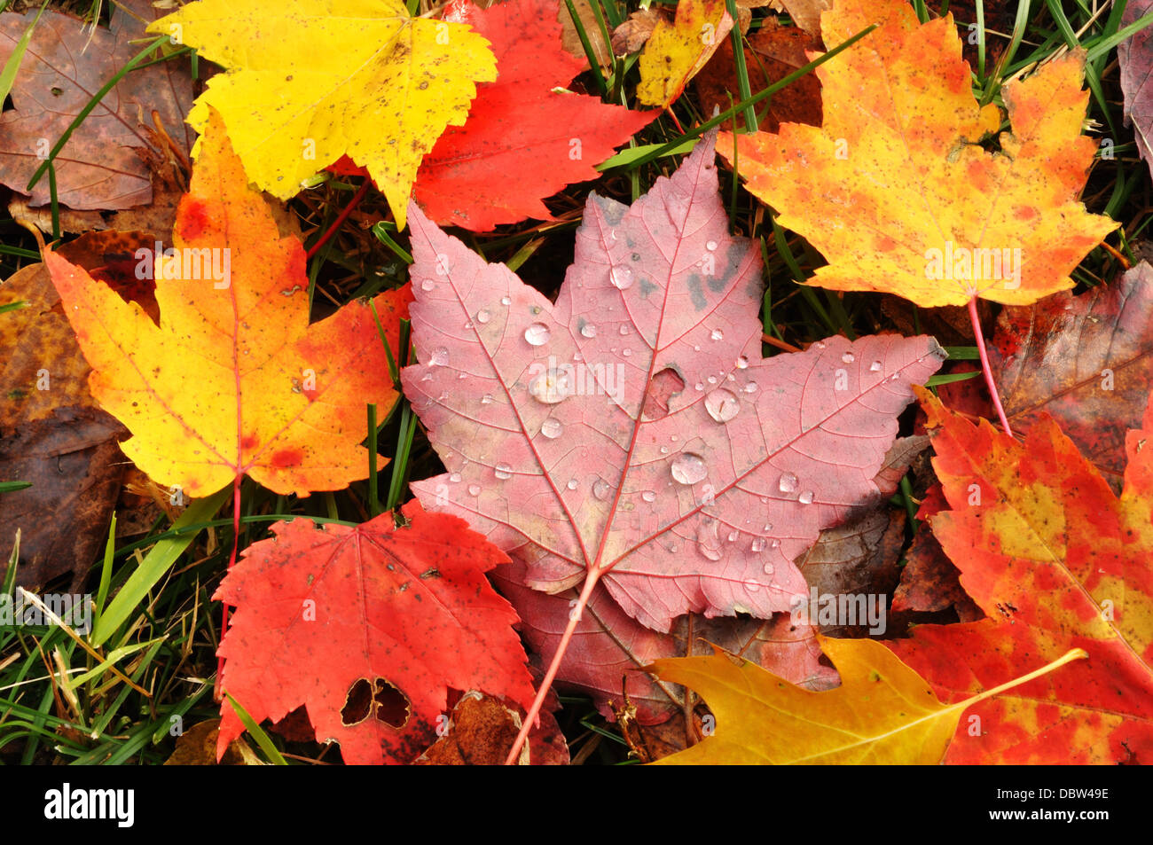 Foglie di autunno - foglie di acero Foto Stock