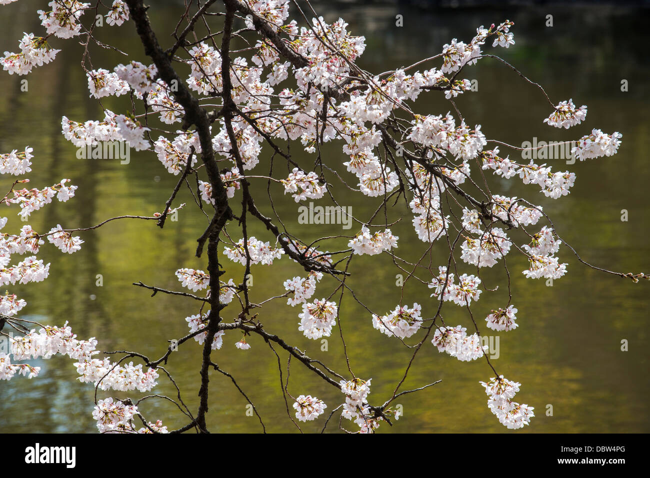 La fioritura dei ciliegi nel Parco Shinjuku-Gyoen, Tokyo, Giappone, Asia Foto Stock